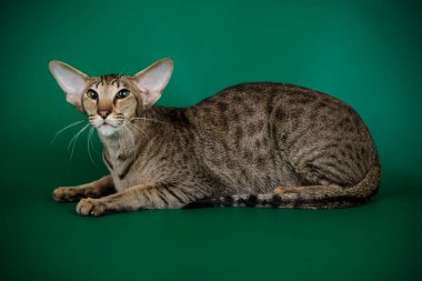 Oryantal bir kedi renkli arka plan üzerinde fotoğraf stüdyosu