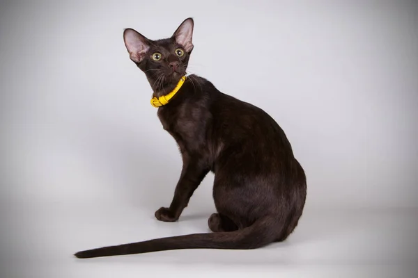 Oryantal bir kedi renkli arka plan üzerinde fotoğraf stüdyosu