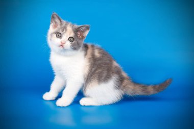 Renkli arka plan üzerinde İskoç düz stenografi kedi