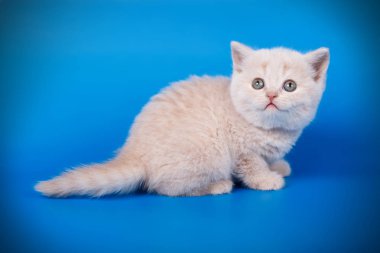 Renkli arka plan üzerinde İskoç düz stenografi kedi