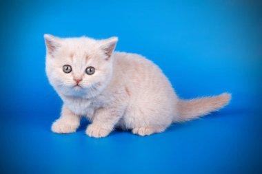 Renkli arka plan üzerinde İskoç düz stenografi kedi