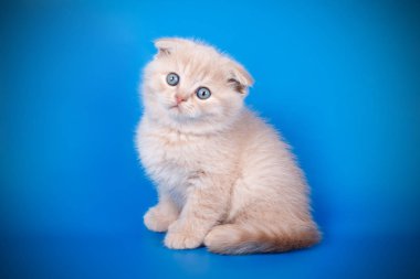 İskoç fold stenografi kedi renkli arka plan üzerinde