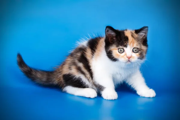 Scottish Straight Shorthair Kitten Colored Backgrounds — Stok Foto