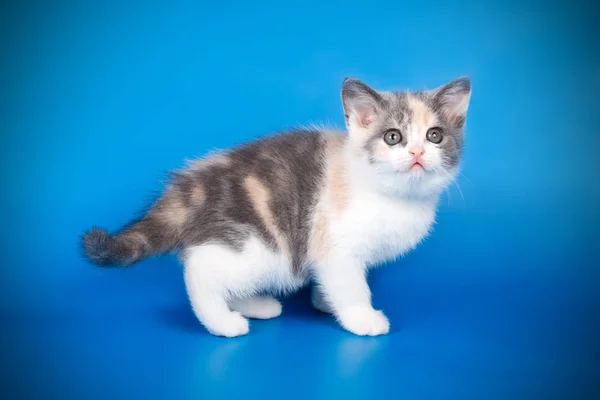 Gatinho Escocês Curto Direto Sobre Fundos Coloridos — Fotografia de Stock