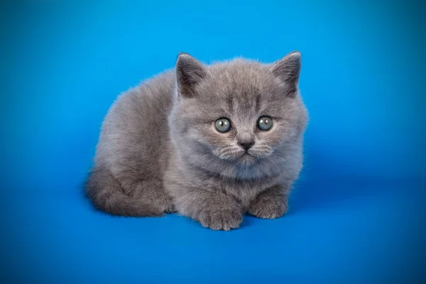 Schotse Rechte Korthaar Kitten Een Gekleurde Achtergrond — Stockfoto