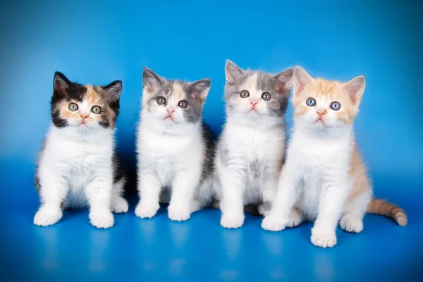 Gatinho Escocês Curto Direto Sobre Fundos Coloridos — Fotografia de Stock