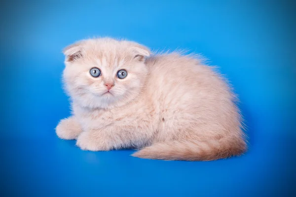 Scottish Fold Shorthair Kitten Colored Backgrounds — Stock Photo, Image