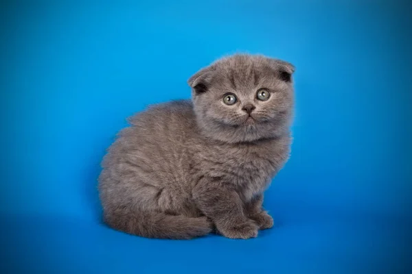Scottish Fold Shorthair Kitten Colored Backgrounds — Stock Photo, Image