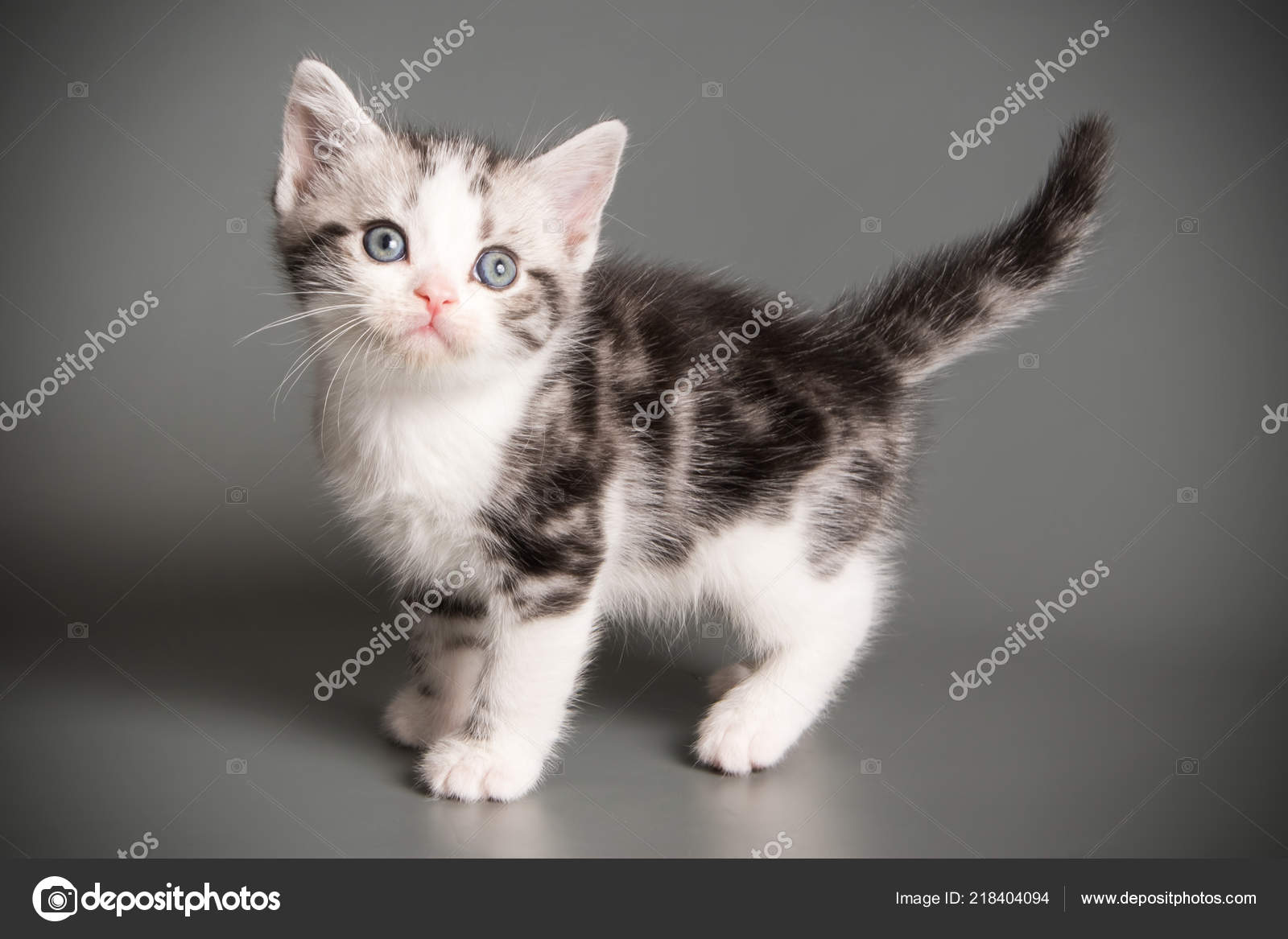 Mignon Chaton Blanc Assis En Studio Sur Fond Gris Cat Photographie Alex Vol C