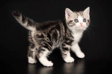 Renkli arka plan üzerinde Amerikalı stenografi kedi