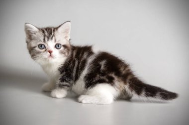 Renkli arka plan üzerinde Amerikalı stenografi kedi