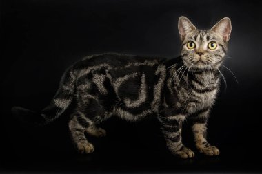 Renkli arka plan üzerinde Amerikalı stenografi kedi