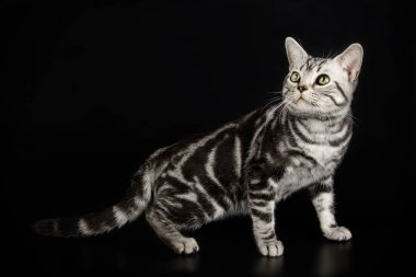 Renkli arka plan üzerinde Amerikalı stenografi kedi