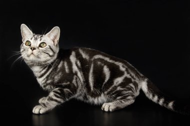 Renkli arka plan üzerinde Amerikalı stenografi kedi