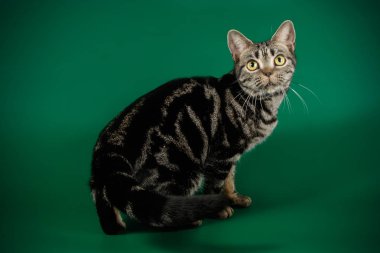 Renkli arka plan üzerinde Amerikalı stenografi kedi