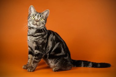 Renkli arka plan üzerinde Amerikalı stenografi kedi