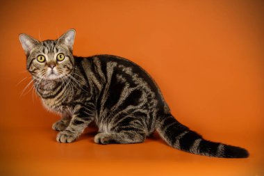 Renkli arka plan üzerinde Amerikalı stenografi kedi