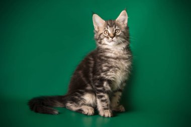 Maine Coon Kedi renkli arka plan üzerinde
