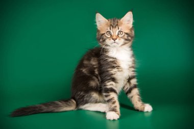 Maine Coon Kedi renkli arka plan üzerinde