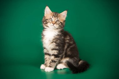 Maine Coon Kedi renkli arka plan üzerinde