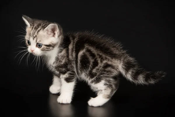 Kucing Bulu Pendek Amerika Dengan Latar Belakang Berwarna — Stok Foto