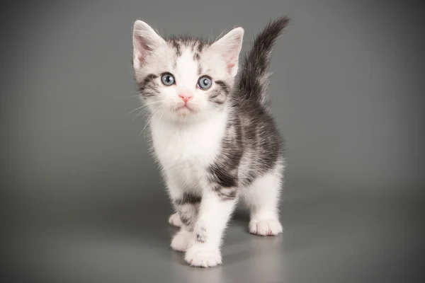 Kucing Bulu Pendek Amerika Dengan Latar Belakang Berwarna — Stok Foto