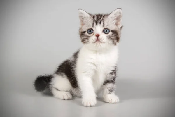 American Shorthair Gato Fondos Color — Foto de Stock