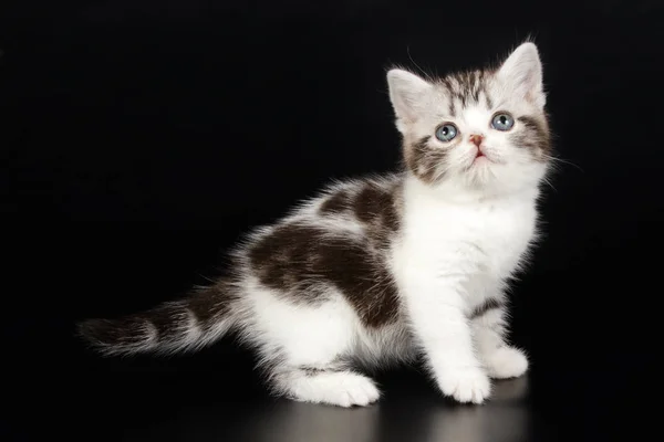 Kucing Bulu Pendek Amerika Dengan Latar Belakang Berwarna — Stok Foto