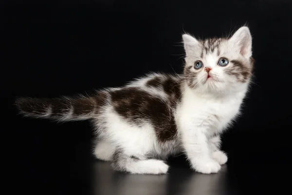 Американская Короткошерстная Кошка Цветном Фоне — стоковое фото