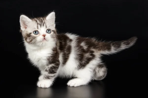 Kucing Bulu Pendek Amerika Dengan Latar Belakang Berwarna — Stok Foto