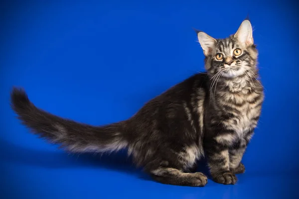 Maine Coon Katt Färgad Bakgrund — Stockfoto