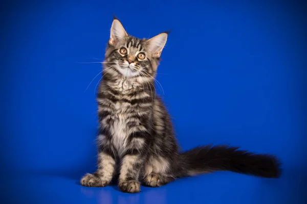 Maine Coon Kočka Barevné Pozadí — Stock fotografie