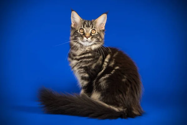 Maine Coon Kočka Barevné Pozadí — Stock fotografie