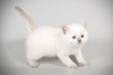 renkli arka plan üzerinde İskoç düz stenografi kedi