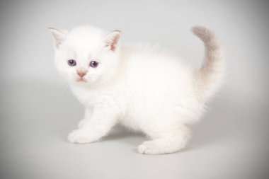 renkli arka plan üzerinde İskoç düz stenografi kedi