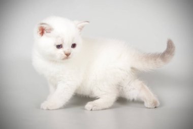 renkli arka plan üzerinde İskoç düz stenografi kedi