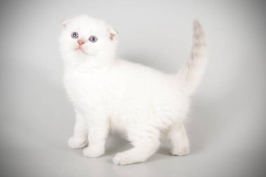 Bir İskoç fold stenografi kedi renkli arka plan üzerinde fotoğraf stüdyosu