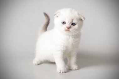 Bir İskoç fold stenografi kedi renkli arka plan üzerinde fotoğraf stüdyosu