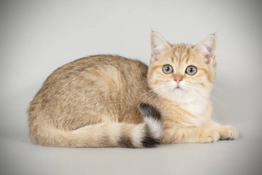 Bir Britanya ile ilgili stenografi kedi renkli arka plan üzerinde fotoğraf stüdyosu