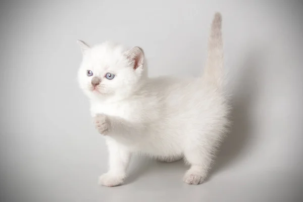 Шотландская Короткошерстная Кошка Цветном Фоне — стоковое фото