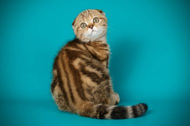 Bir İskoç fold stenografi kedi renkli arka plan üzerinde fotoğraf stüdyosu