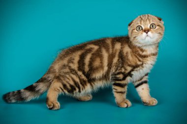 Bir İskoç fold stenografi kedi renkli arka plan üzerinde fotoğraf stüdyosu