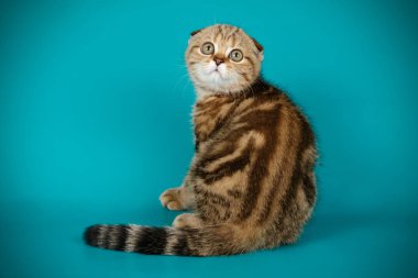 Bir İskoç fold stenografi kedi renkli arka plan üzerinde fotoğraf stüdyosu