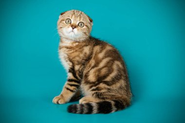Bir İskoç fold stenografi kedi renkli arka plan üzerinde fotoğraf stüdyosu