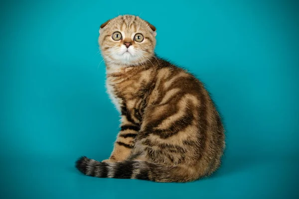 배경에 스코티시 쇼트헤어 고양이의 스튜디오 — 스톡 사진