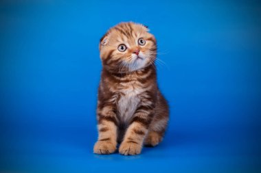 Bir İskoç fold stenografi kedi renkli arka plan üzerinde fotoğraf stüdyosu