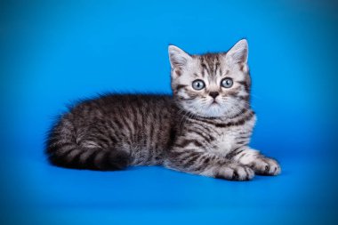 stüdyo fotoğrafçılığı renkli arka plan üzerinde bir İskoç düz stenografi kedi