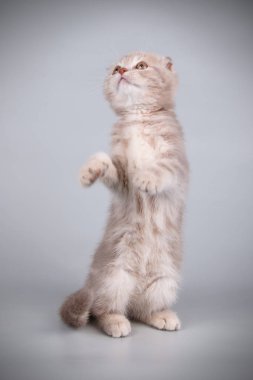 Bir İskoç fold stenografi kedi renkli arka plan üzerinde fotoğraf stüdyosu