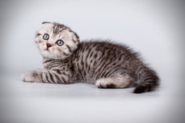 Bir İskoç fold stenografi kedi renkli arka plan üzerinde fotoğraf stüdyosu