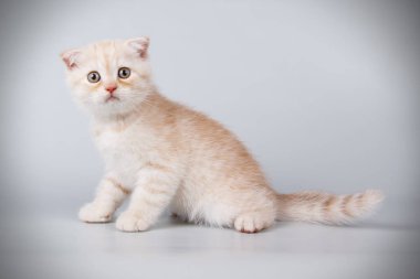 Bir İskoç fold stenografi kedi renkli arka plan üzerinde fotoğraf stüdyosu